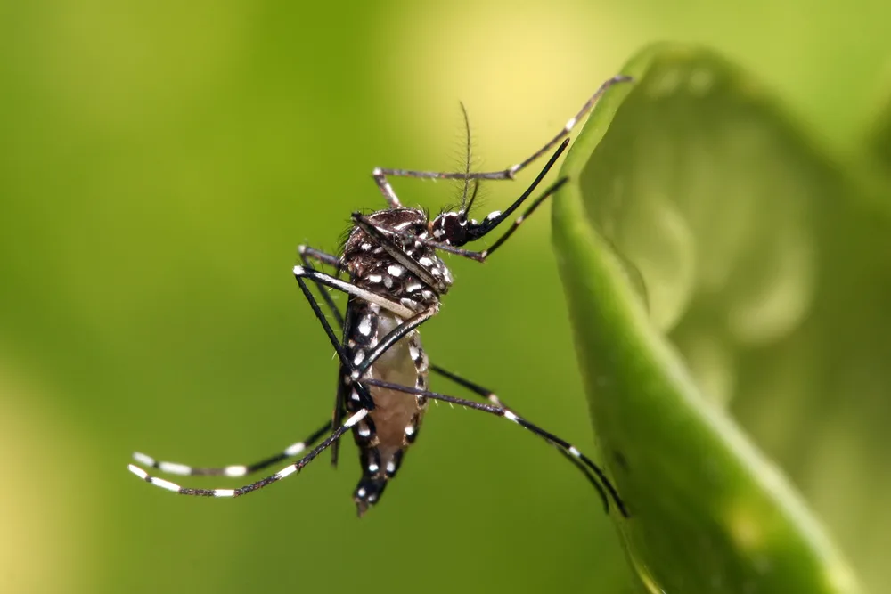 Aedes aegypti mosquito close-up — vector for dengue fever